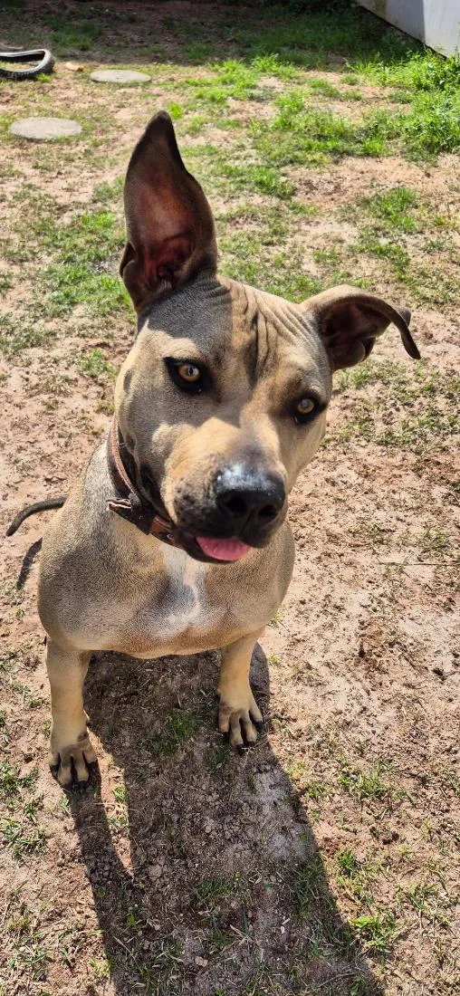 Cachorro raça SRD-ViraLata idade 2 anos nome Âmbar