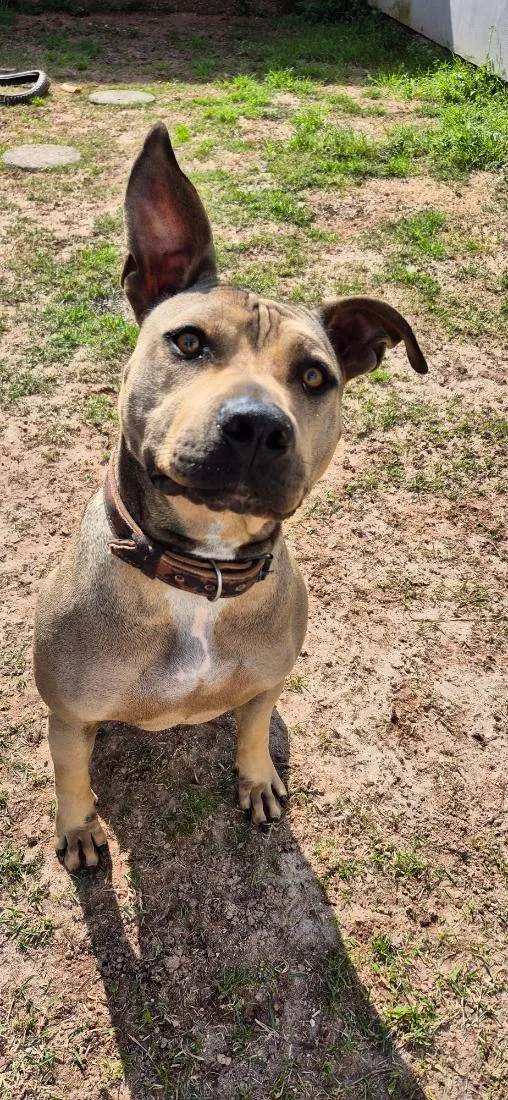 Cachorro raça SRD-ViraLata idade 2 anos nome Âmbar