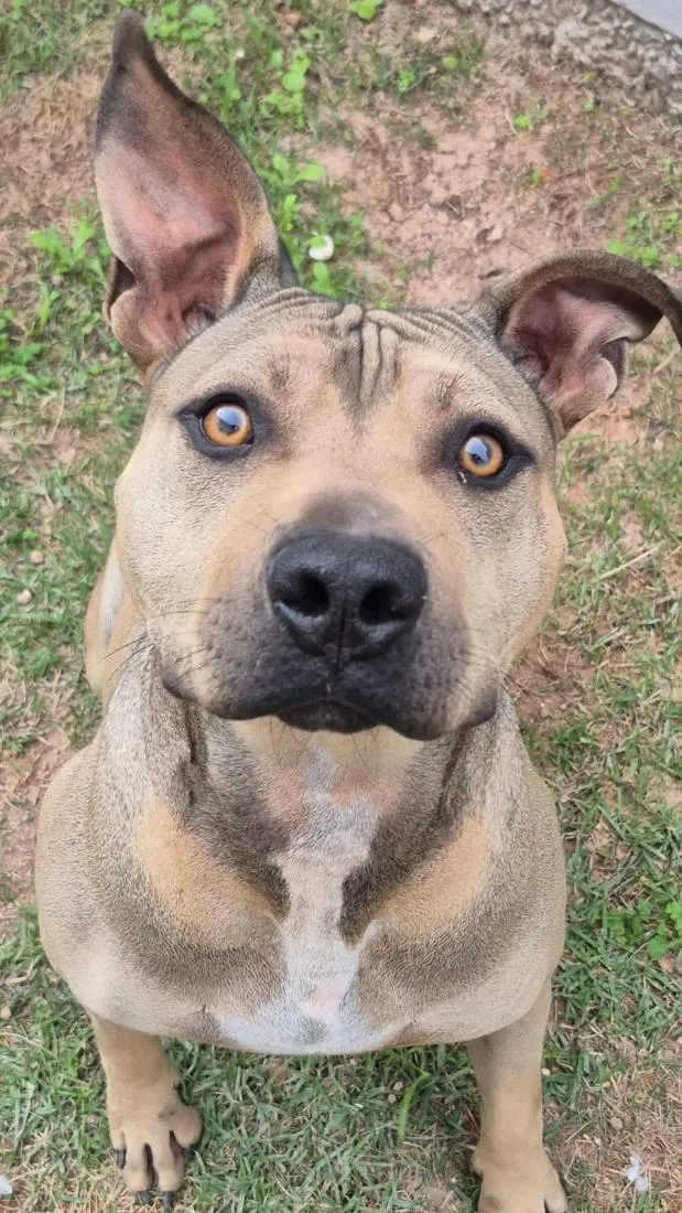 Cachorro raça SRD-ViraLata idade 2 anos nome Âmbar