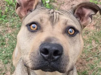 Cachorro raça SRD-ViraLata idade 2 anos nome Âmbar