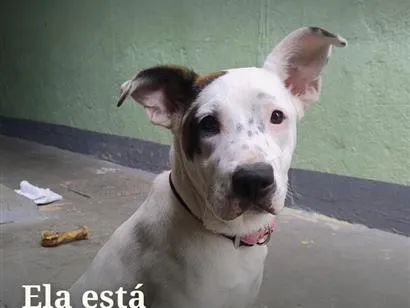 Cachorro raça SRD-ViraLata idade 2 a 6 meses nome Bunny