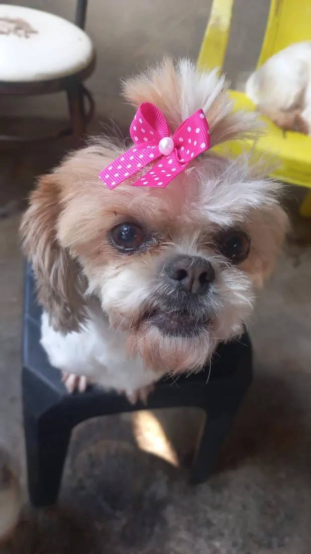 Cachorro raça Shitzu idade 5 anos nome Babi 