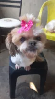 Babi 