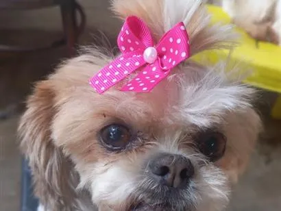 Cachorro raça Shitzu idade 5 anos nome Babi 