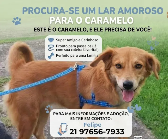 Cachorro raça SRD-ViraLata idade 3 anos nome Caramelo