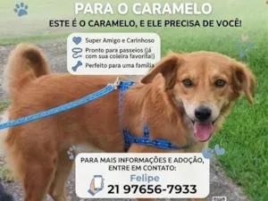 Cachorro raça SRD-ViraLata idade 3 anos nome Caramelo