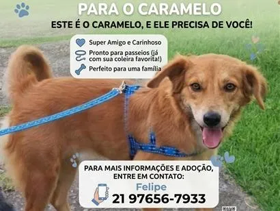 Cachorro raça SRD-ViraLata idade 3 anos nome Caramelo