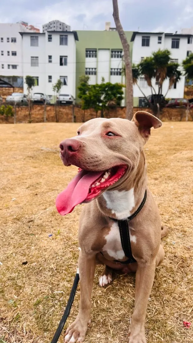 Cachorro raça Pit-Bull idade 2 anos nome Pandora