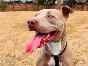 Cachorro raça Pit-Bull idade 2 anos nome Pandora