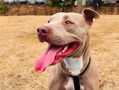 Cachorro raça Pit-Bull idade 2 anos nome Pandora