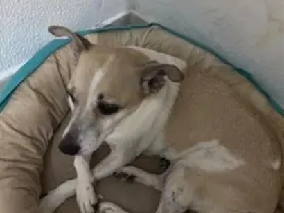Cachorro raça SRD-ViraLata idade 3 anos nome Celine 