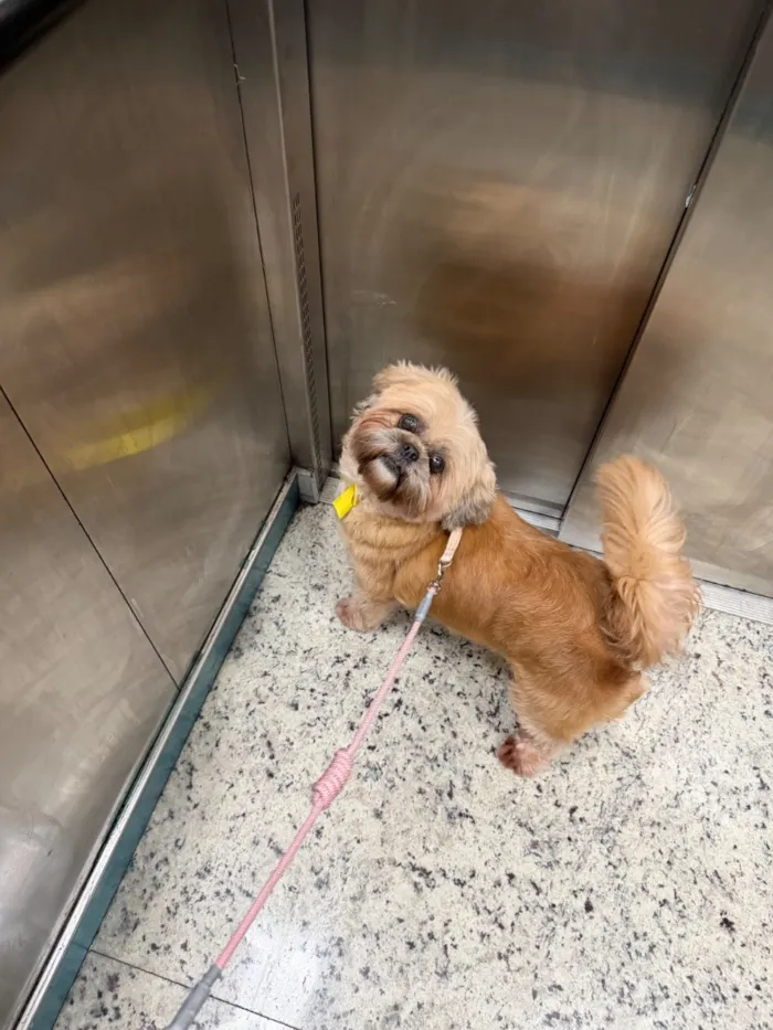 Cachorro raça Shitzu idade 5 anos nome Mel 