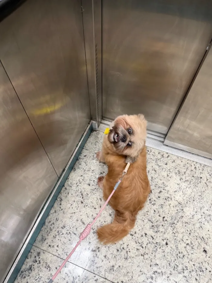 Cachorro raça Shitzu idade 5 anos nome Mel 