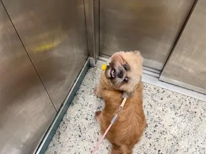 Cachorro raça Shitzu idade 5 anos nome Mel 