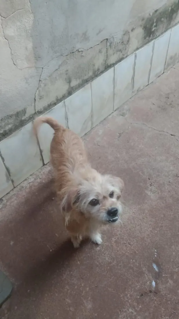 Cachorro raça SRD-ViraLata idade 6 ou mais anos nome Princesa