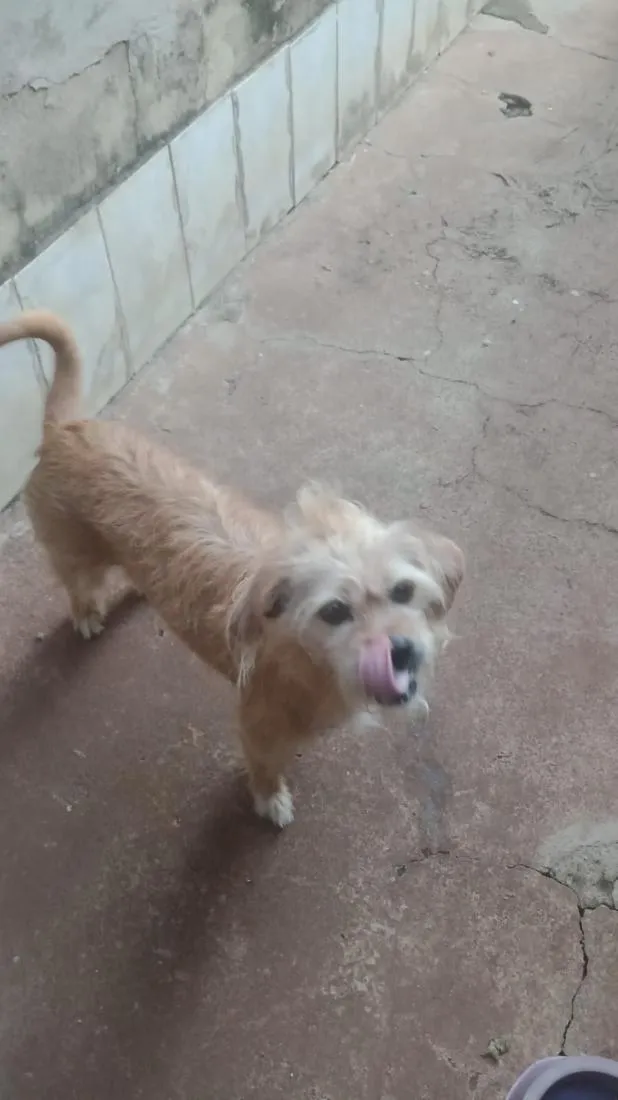 Cachorro raça SRD-ViraLata idade 6 ou mais anos nome Princesa