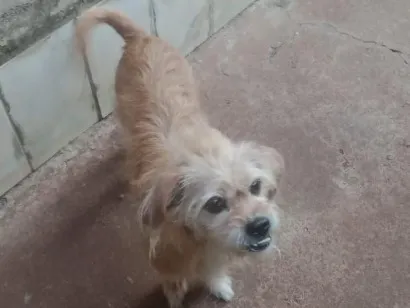 Cachorro raça SRD-ViraLata idade 6 ou mais anos nome Princesa