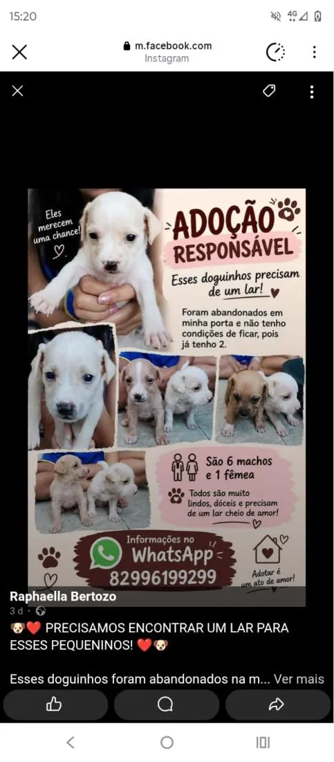Cachorro raça SRD-ViraLata idade Abaixo de 2 meses nome sem nome