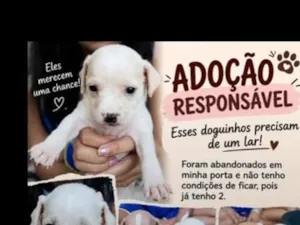 Cachorro raça SRD-ViraLata idade Abaixo de 2 meses nome sem nome