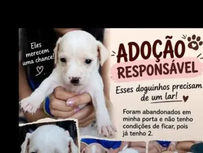 Cachorro raça SRD-ViraLata idade Abaixo de 2 meses nome sem nome