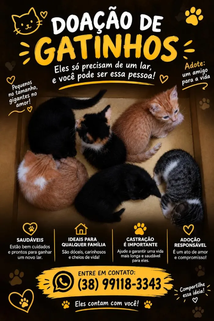 Gato raça SRD-ViraLata idade 2 a 6 meses nome você escolhe o nome