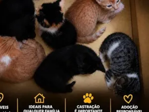 Gato raça SRD-ViraLata idade 2 a 6 meses nome você escolhe o nome