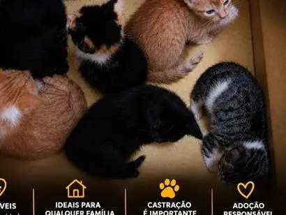 Gato raça SRD-ViraLata idade 2 a 6 meses nome você escolhe o nome