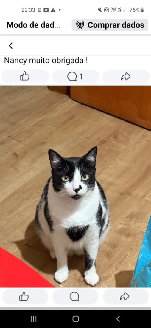 Gato raça SRD-ViraLata idade 4 anos nome Nancy 