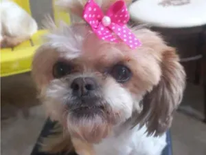 Cachorro raça Shitzu idade 5 anos nome Babi 