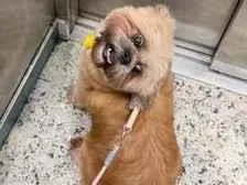 Cachorro raça Shitzu idade 5 anos nome Mel 
