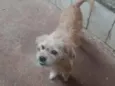 Princesa