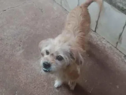 Cachorro raça SRD-ViraLata idade 6 ou mais anos nome Princesa
