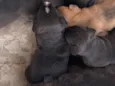 Sem nomez
