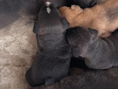 Cachorro raça Pit-Bull idade Abaixo de 2 meses nome Sem nomez