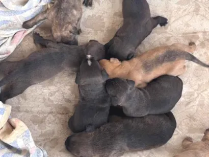 Cachorro raça Pit-Bull idade Abaixo de 2 meses nome Sem nomez
