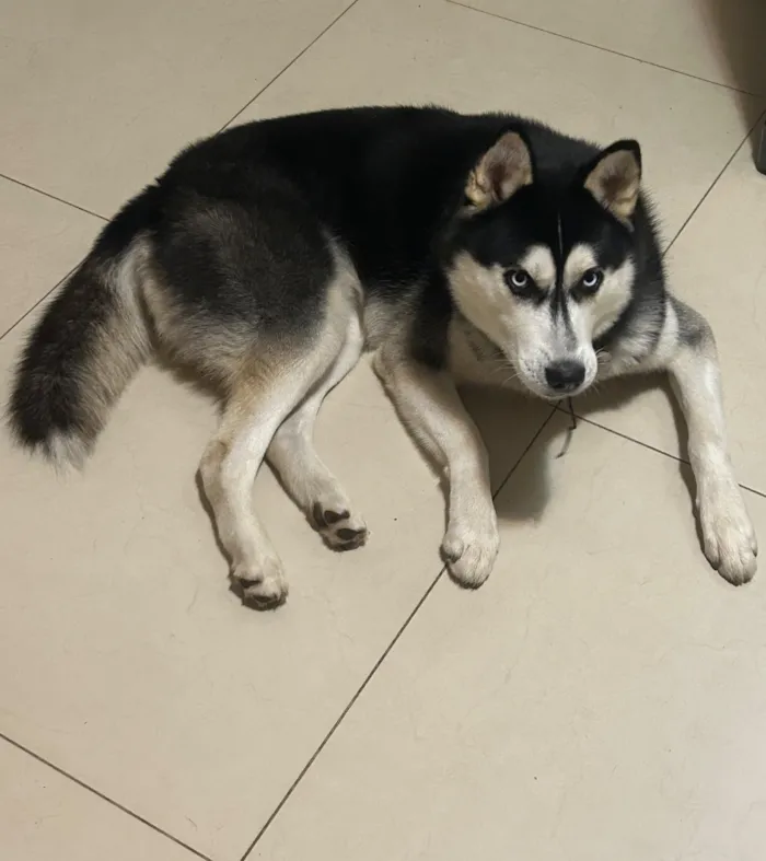 Cachorro raça SRD-ViraLata idade 1 ano nome Oreo