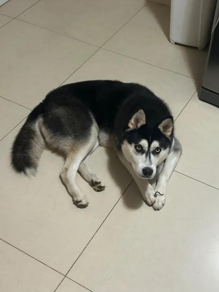 Cachorro raça SRD-ViraLata idade 1 ano nome Oreo