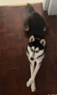 Oreo