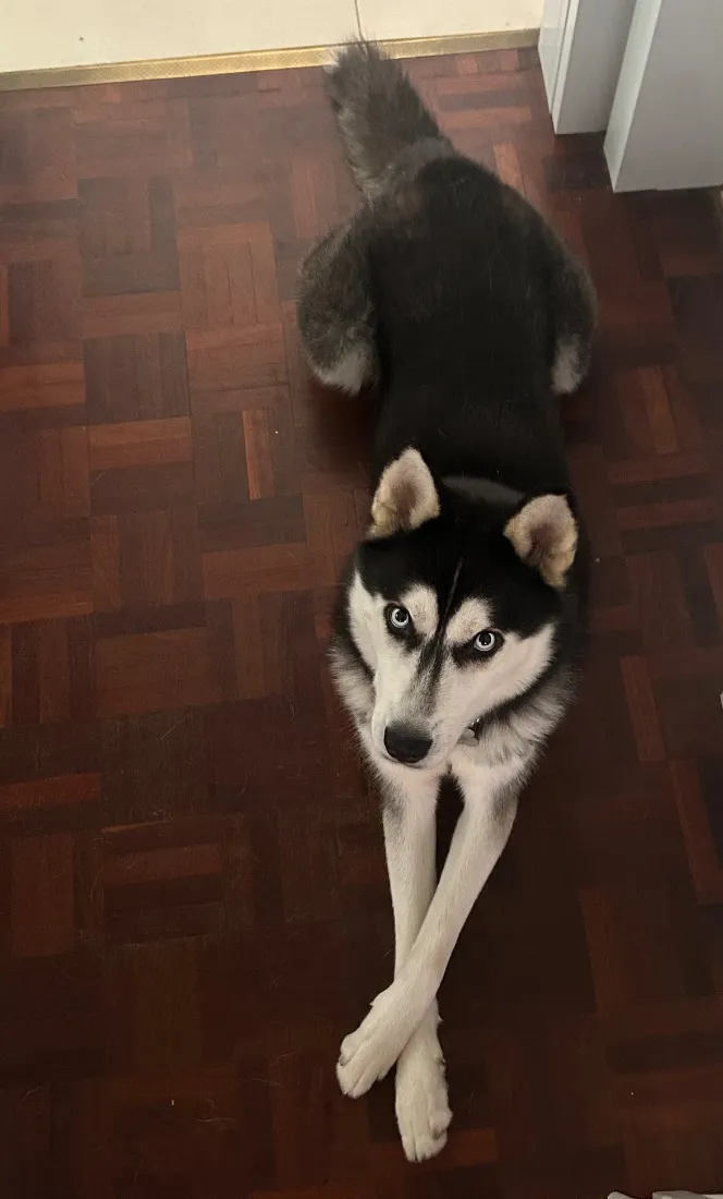 Cachorro raça SRD-ViraLata idade 1 ano nome Oreo