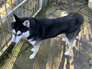 Cachorro raça SRD-ViraLata idade 1 ano nome Oreo