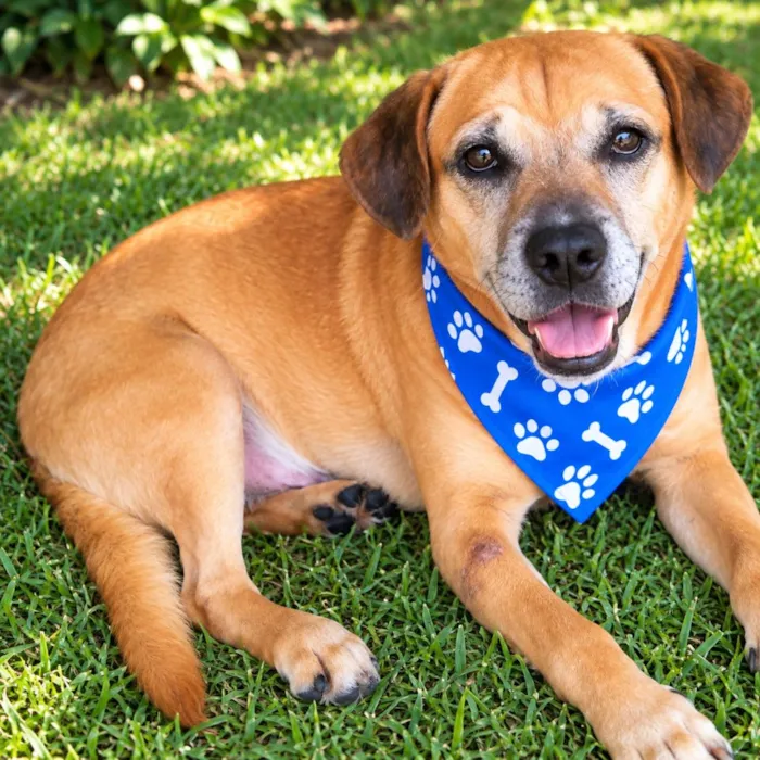 Cachorro raça SRD-ViraLata idade 4 anos nome Gordinho 