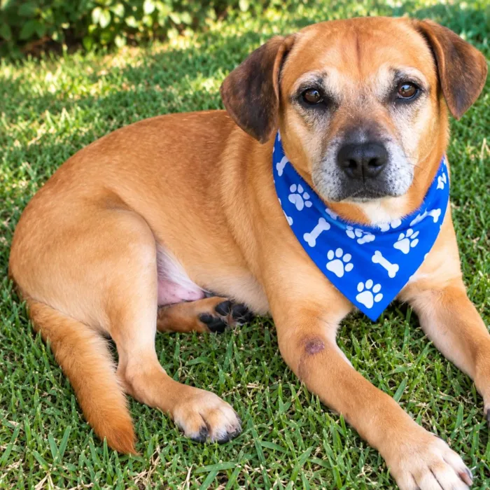 Cachorro raça SRD-ViraLata idade 4 anos nome Gordinho 