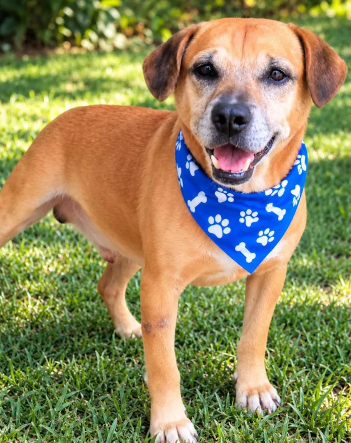 Cachorro raça SRD-ViraLata idade 4 anos nome Gordinho 