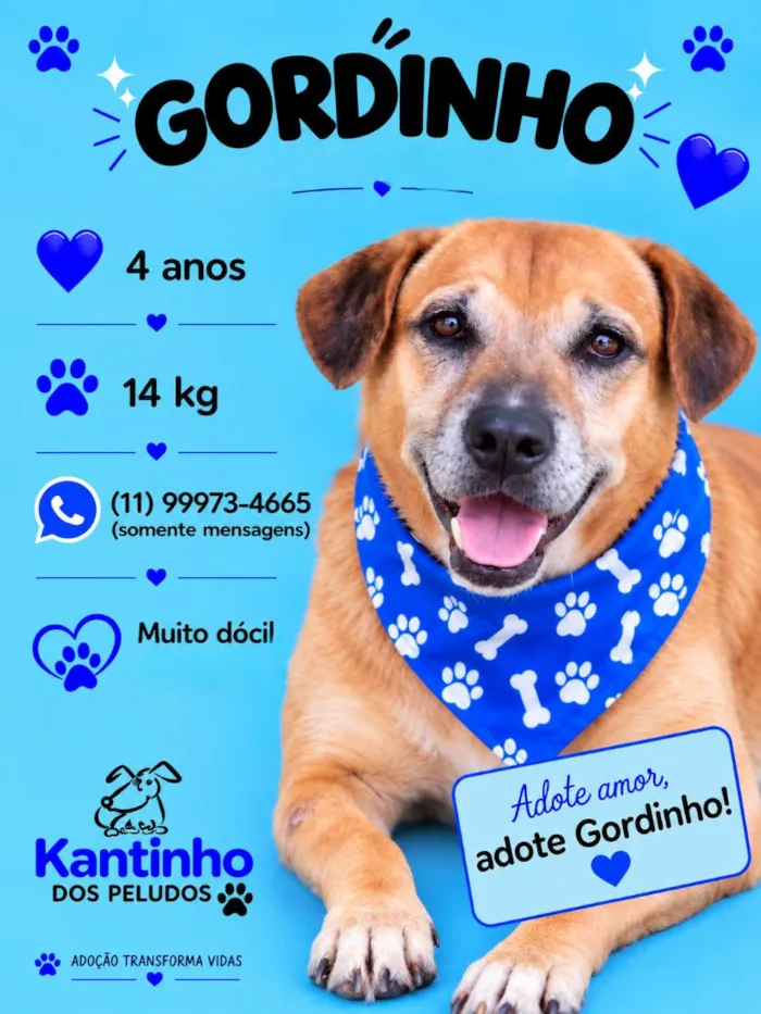 Cachorro raça SRD-ViraLata idade 4 anos nome Gordinho 