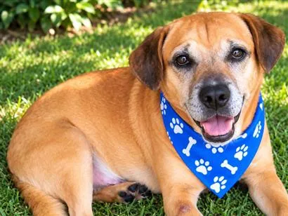Cachorro raça SRD-ViraLata idade 4 anos nome Gordinho 