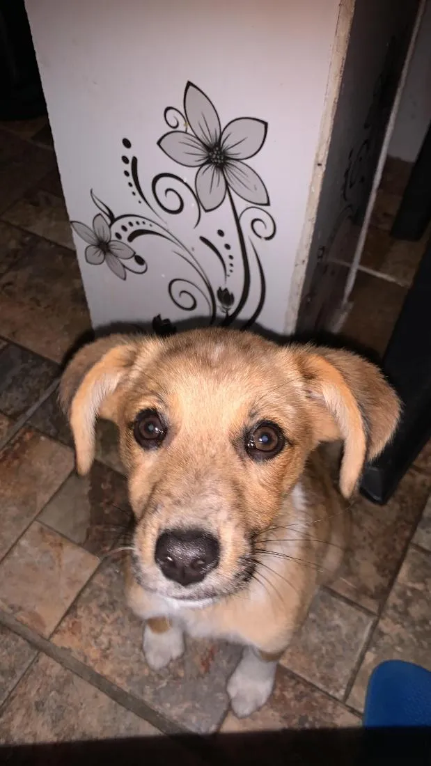 Cachorro raça SRD-ViraLata idade 2 a 6 meses nome Jade 