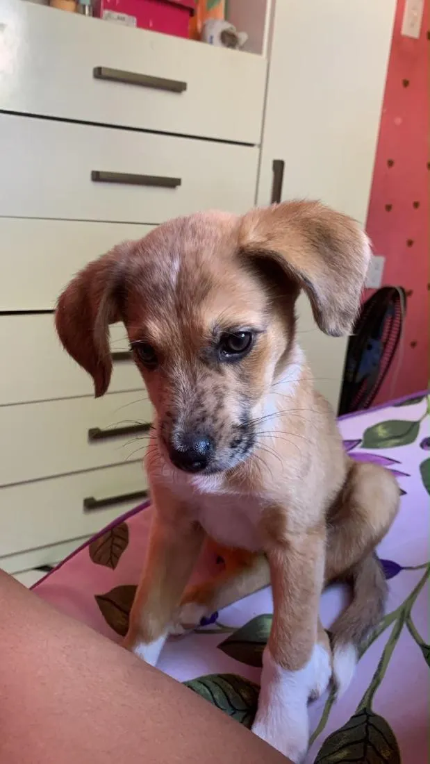 Cachorro raça SRD-ViraLata idade 2 a 6 meses nome Jade 