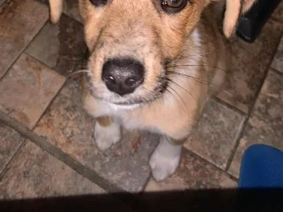 Cachorro raça SRD-ViraLata idade 2 a 6 meses nome Jade 