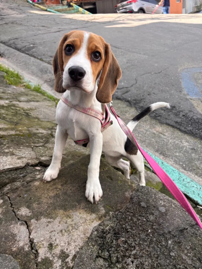 Cachorro raça SRD-ViraLata idade 2 a 6 meses nome Mavie
