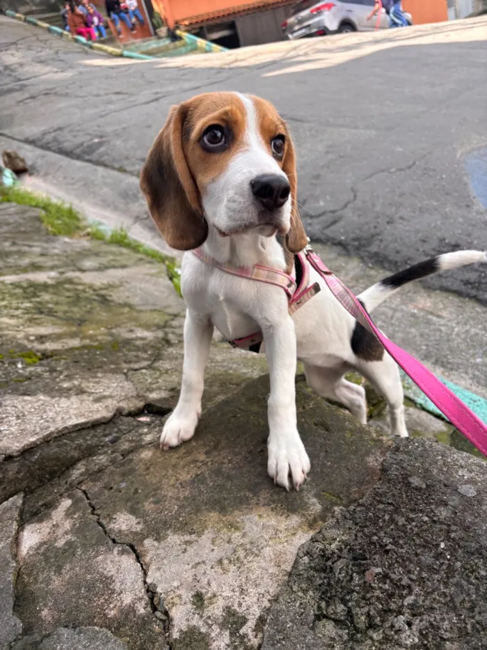 Cachorro raça SRD-ViraLata idade 2 a 6 meses nome Mavie